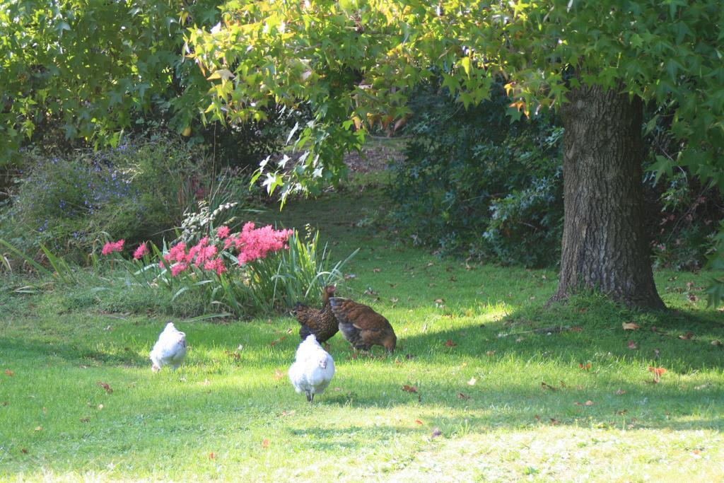 Strathmore Farm B&B Mirboo North Esterno foto