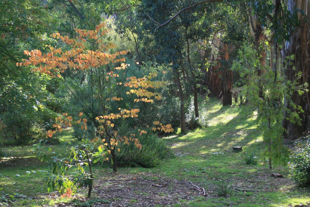 Strathmore Farm B&B Mirboo North Esterno foto